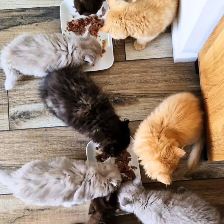 To Nasza Kinia. (32)