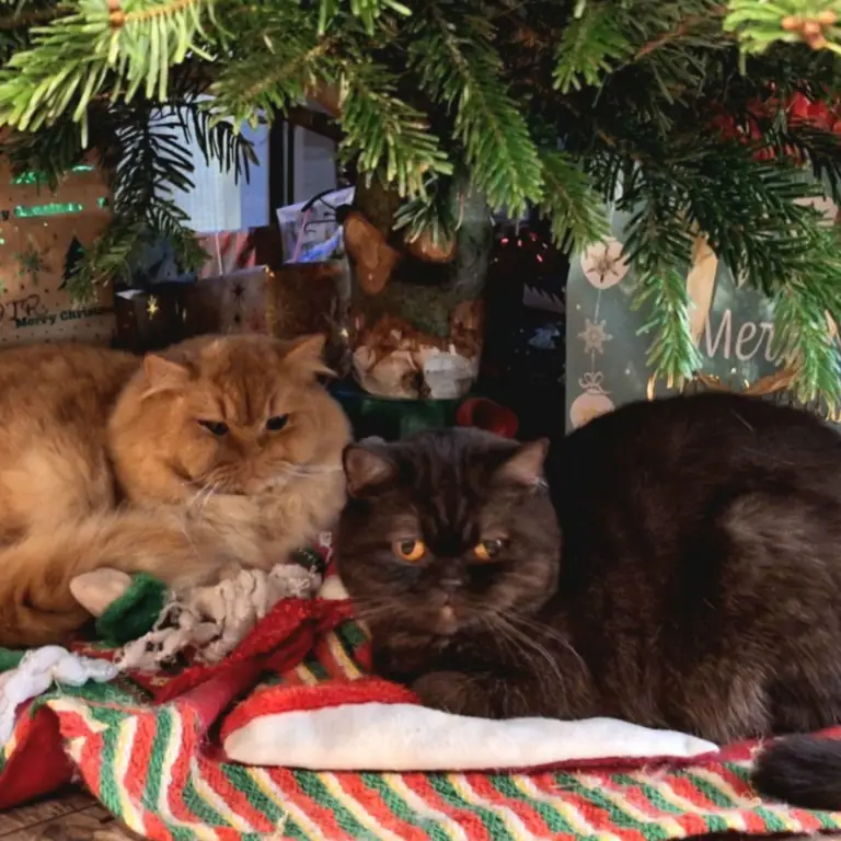 To Nasza Kinia. (36)