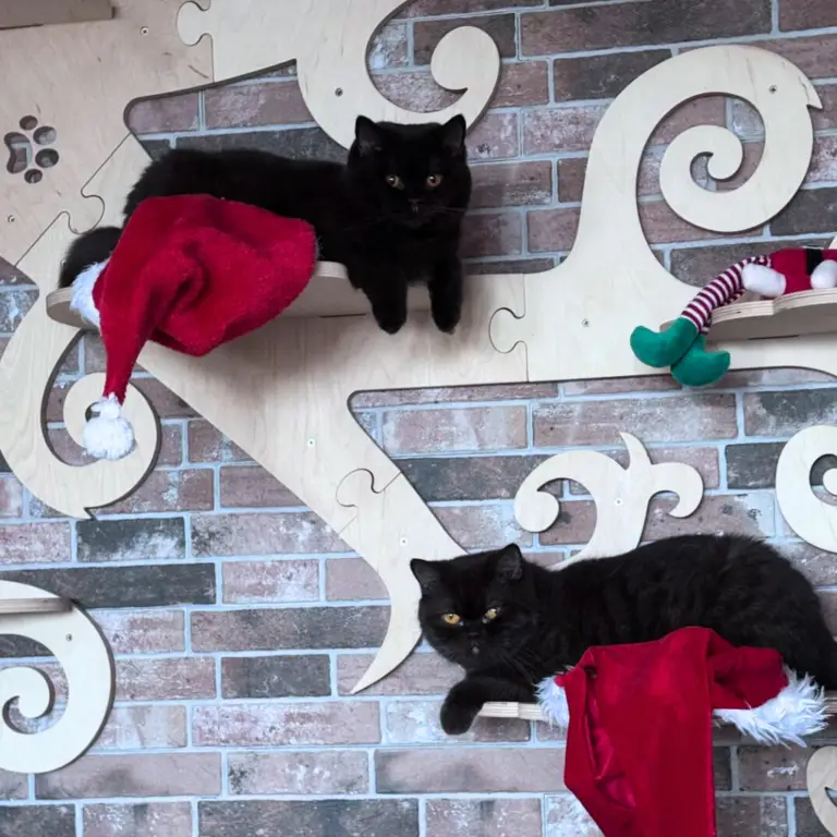 To Nasza Kinia. (37)